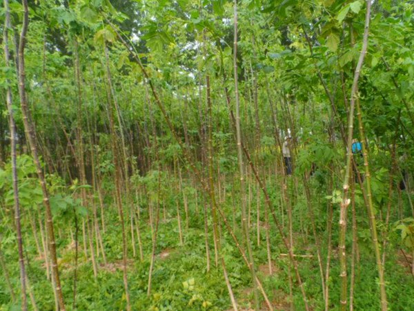 1570794051605605.jpg 復(fù)葉槭2019年最新市場價格