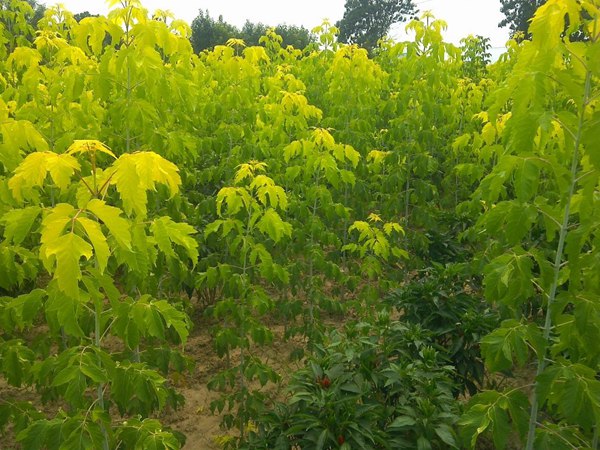 1570794065432804.jpg 復(fù)葉槭2019年最新市場價格