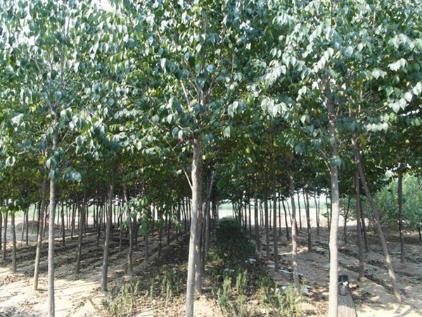 1571019777351496.jpg 2019杜仲樹(shù)國(guó)內(nèi)最新價(jià)格解讀