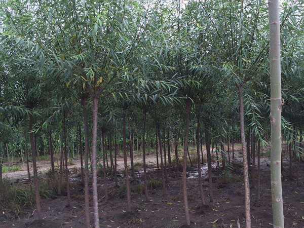 垂柳樹苗2公分報(bào)價(jià)，多少錢一顆