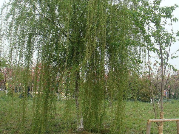 垂柳樹苗2公分報(bào)價(jià)，多少錢一顆