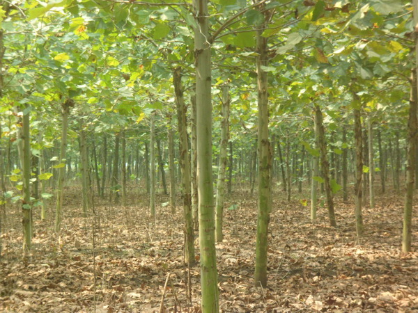 法桐樹苗價(jià)格批發(fā)市場(chǎng)價(jià)格一覽表