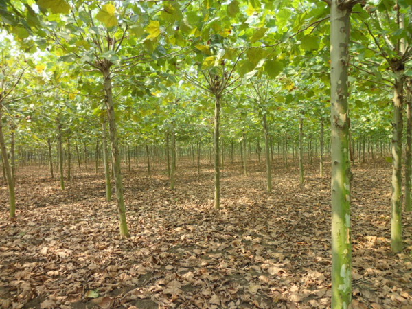 法桐樹苗價(jià)格批發(fā)市場(chǎng)價(jià)格一覽表