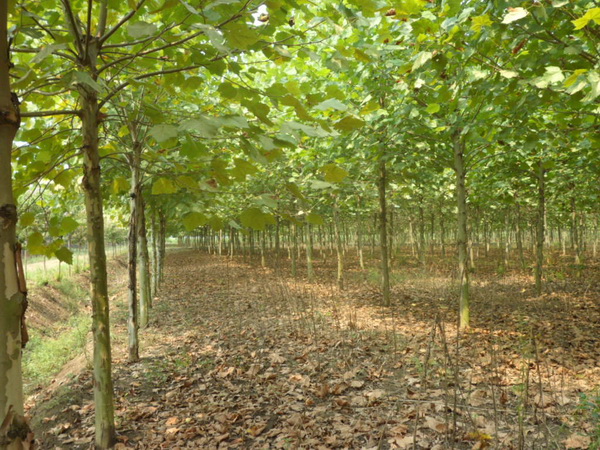 法桐樹苗價(jià)格批發(fā)市場(chǎng)價(jià)格一覽表