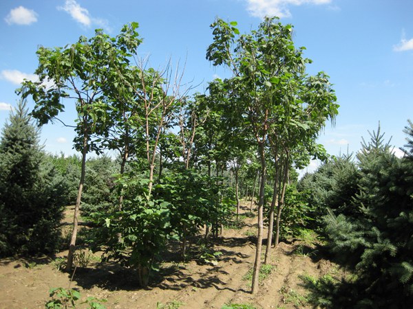 基地常年供應(yīng)優(yōu)質(zhì)梓樹，品質(zhì)有保證