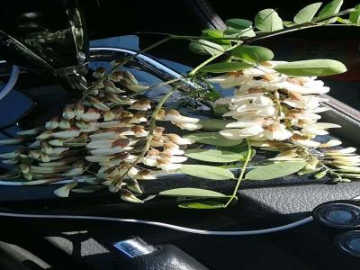 洋槐（刺槐）的花語(yǔ)是什么？