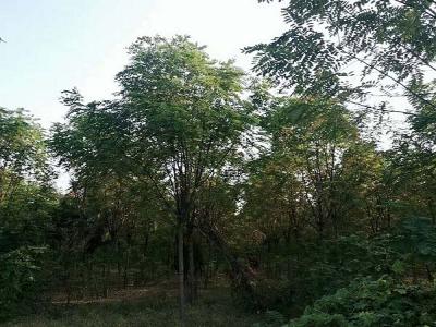 香花槐(紅花刺槐)的花語是什么?