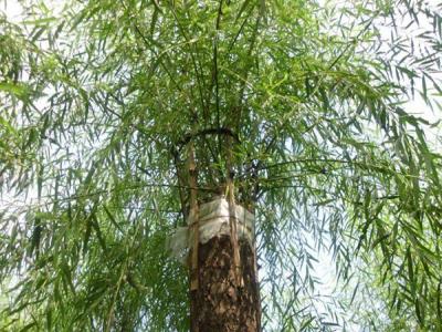 嫁接垂柳相對于原生垂柳有哪些優(yōu)勢？