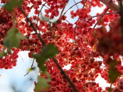 絲棉木最新價(jià)格表,多少錢一棵