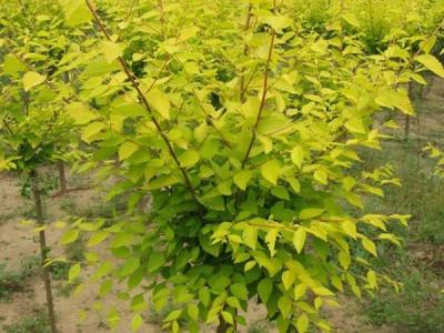 基地直銷金葉榆樹苗，價格多少錢