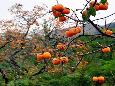 最新柿子樹低價批發(fā)，全國統(tǒng)一發(fā)貨