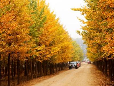 2019國(guó)內(nèi)苗木市場(chǎng)銀杏樹多少錢一棵