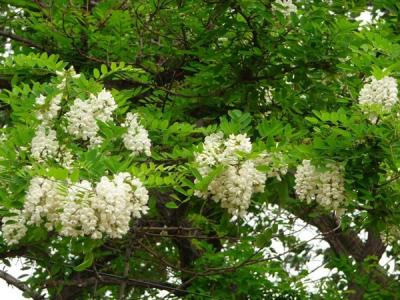 刺槐花語是什么？寓意是什么？