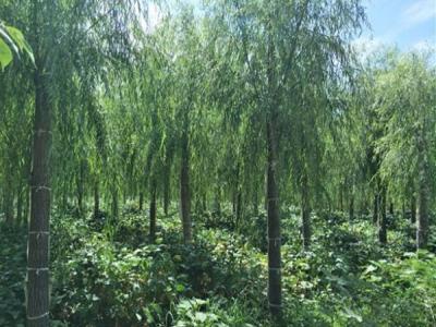 柳樹作砧木都可以嫁接什么品種？