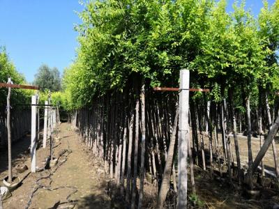 金葉榆和榆樹二者有什么區(qū)別？