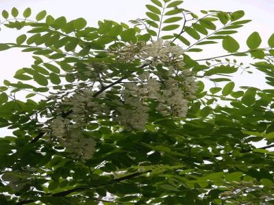 刺槐花可以吃嗎，應該怎么吃？