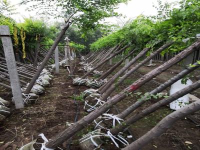 金葉榆嫁接小苗的價格是多少？