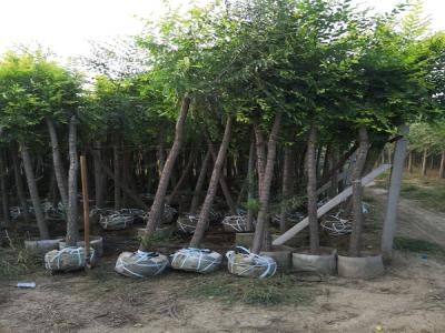 金葉榆的寓意是什么？