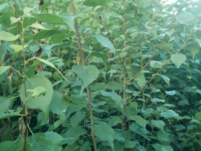 杏樹和山杏樹二者有什么區(qū)別？