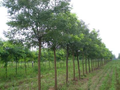 國(guó)槐和洋槐二者有什么明顯的區(qū)別？