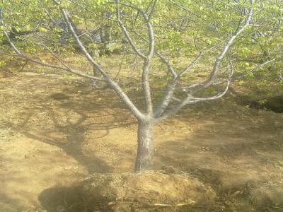 山杏樹十厘米幼苗的市場價格是多少？