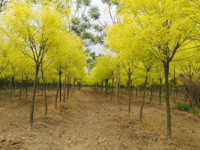 夏季移栽金葉國槐需要注意哪些事項(xiàng)？