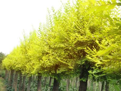 金葉榆的園林用途體現(xiàn)在哪些方面？