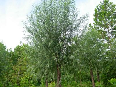 40公分饅頭柳幼苗的市場價格是多少？