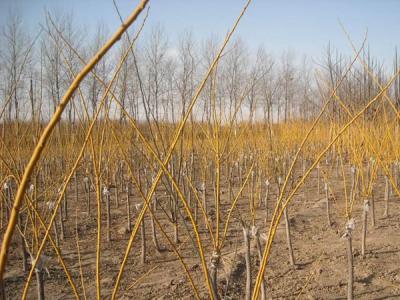 金枝槐和金葉槐的區(qū)別在哪里？