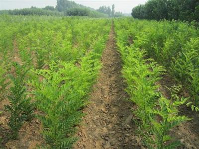 國(guó)槐幾年才能長(zhǎng)到十公分？