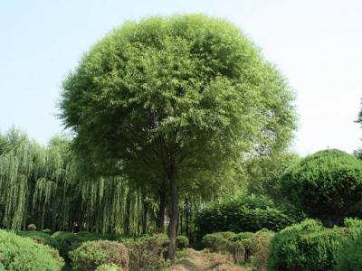 漳河柳和饅頭柳有什么區(qū)別？