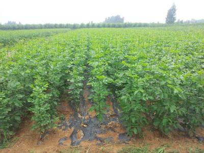 如何讓白蠟樹長(zhǎng)得更快更好？