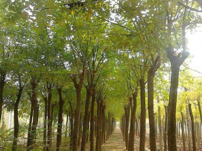 鹽堿地可以栽培速生柳嗎？