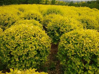 金葉榆球適合什么樣的土質(zhì)？