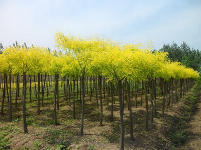 金葉槐的植株高度可以達(dá)到多少？