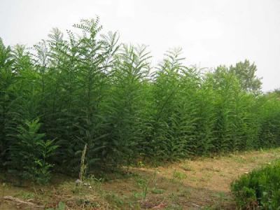 刺槐花和國槐花可以吃嗎？