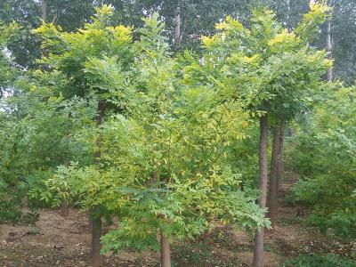 金葉國槐生長(zhǎng)速度快嗎？