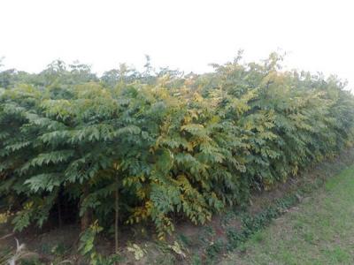 欒樹和黃山欒樹二者有什么區(qū)別？