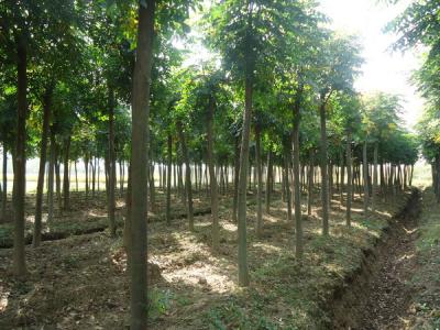 黃山欒樹的產(chǎn)地是哪里？