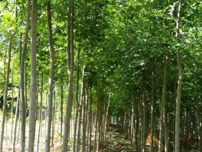 白蠟樹一年可以長(zhǎng)多粗？