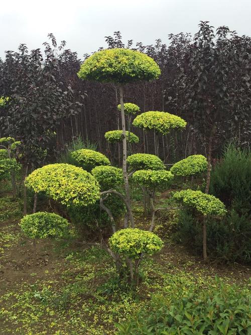 造型金葉榆 造型金葉榆