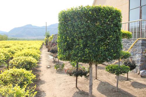 造型金葉榆 造型金葉榆