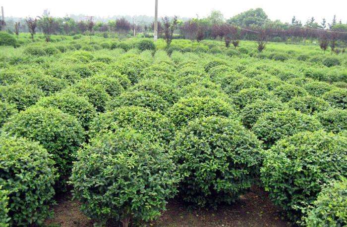 衛(wèi)矛球 衛(wèi)矛球