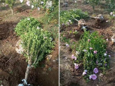 木槿花該如何種植及養(yǎng)護(hù)？