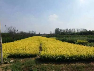 金葉女貞球和金森女貞球二者有什么明顯區(qū)別？