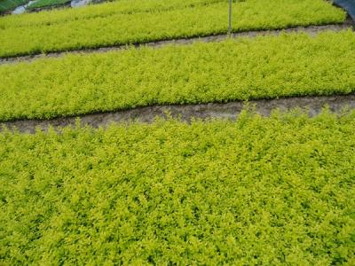 金葉女貞球是灌木還是喬木？