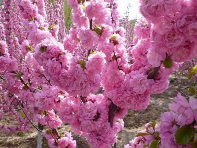 榆葉梅球是灌木品種還是喬木品種？