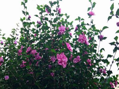 小木槿栽培用深盆還是淺盆？