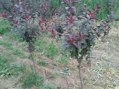 紫葉矮櫻什么時(shí)候可以移栽？