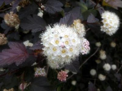 紫葉風(fēng)箱果冬天會落葉么？